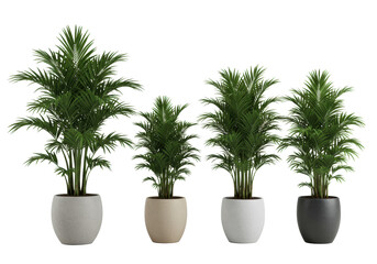 Fototapeta premium Four healthy, mature kentia palm trees with lush green fronds in varied neutral pots against a seamless clean white studio background, sharply focused with no shadows. Pristine modern home decor