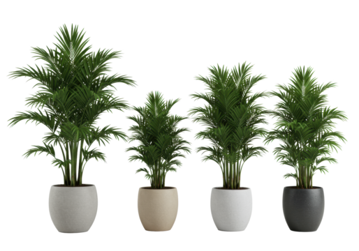 Four healthy, mature kentia palm trees with lush green fronds in varied neutral pots against a seamless clean white studio background, sharply focused with no shadows. Pristine modern home decor - Powered by Adobe