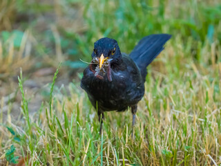 Blackbird in the meadow with a beak full of insects