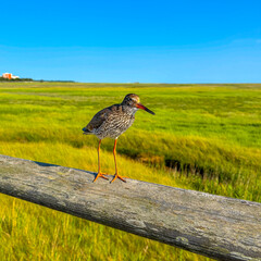 Landscape with redshank on a wooden beam, green meadow, blue sky in background
