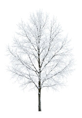 Bare tree branches, intricately detailed, covered in transparent frost and powdery snow, distinct twigs, elegant form, against a pure, clean white background, studio lit with no shadows, stark
