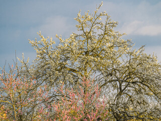 Spring etude with blooming trees on blue sky background