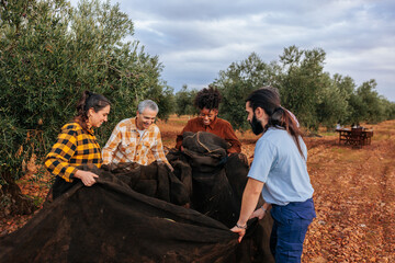 Farmers harvesting olives in orchard using nets and teamwork