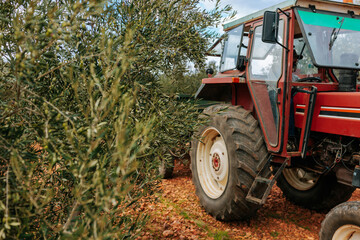 Red tractor harvesting olives in an olive grove