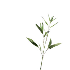 Obraz premium Close-up of a small sprig of green leaves