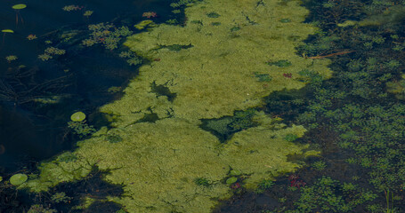 Duckweed and water lilies forming patterns on pond surface in summer