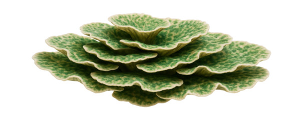Plate coral with wide, thin plates stacked in layers and a mottled green pattern