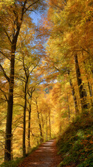 A beautiful sunlit path winding through a golden autumn forest