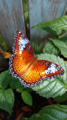 A vibrant orange Leopard Lacewing butterfly on a green leaf