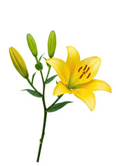 Obraz premium A delicate green stem supporting four yellow lilies in various bloom stages, from closed buds to a fully unfurled flower with visible stamens, isolated on a transparent studio background with no