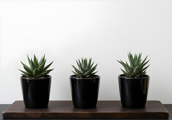Four succulents in glossy black pots positioned on a dark-stained wooden platform, presented in a modern art gallery, stark white background, winter.