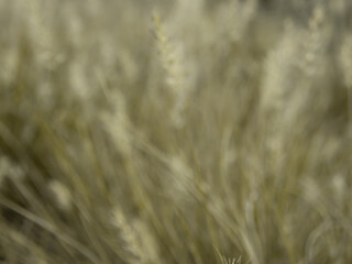 Blur grass flower as background