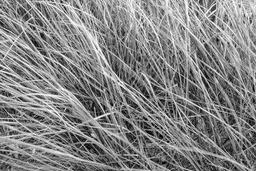 The grass blade in wind