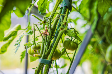 Obraz premium Close up view of green tomatoes growing on plant with tied stems in garden greenhouse. Sweden.