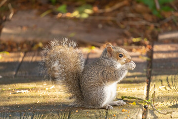 squirrel eating nut
