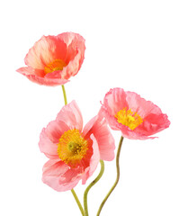 Obraz premium Three beautiful poppy flowers isolated on white