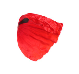 Petal of red poppy flower isolated on white