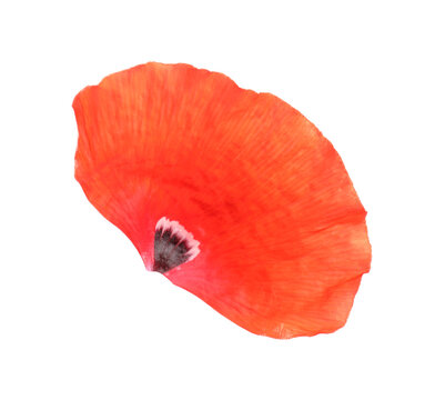 Poppy On White Images – Browse 295,576 Stock Photos, Vectors, and Video ...