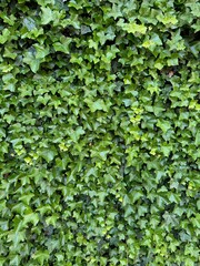 Fototapeta premium Beautiful lush ivy with green leaves as background, closeup