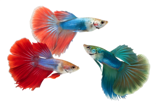 Three colorful guppies with flowing fins swim gracefully. The fish display vibrant hues of red, blue, and green against a transparent background.