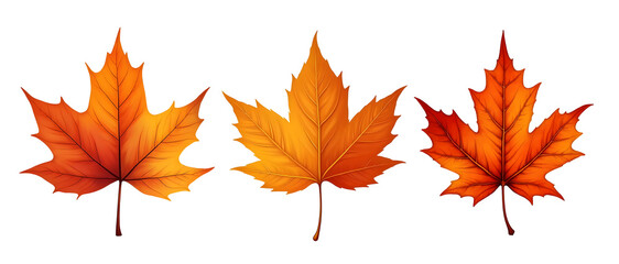Fototapeta premium autumn maple leaves