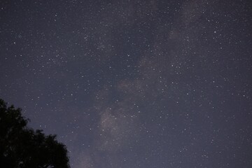 Constellation. Beautiful starry night sky and tree, low angle view