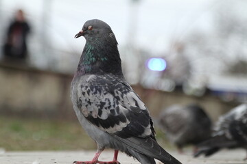 Pigeons on the streets of the city.