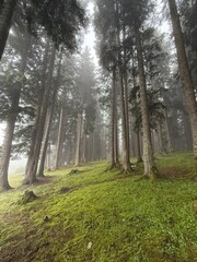 Obraz premium morning in the forest