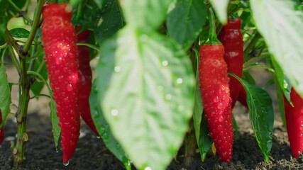 Red peppers with water droplets - Powered by Adobe