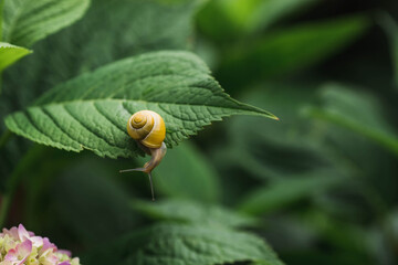 Grape snail (Helix pomatia) on garden flowers. Garden pest. Edible snail. Terrestrial gastropod mollusk of the Helicidae family.