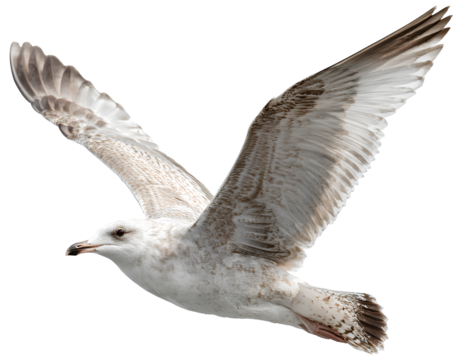  Seagull flying with wings fully extended isolated on transparent background