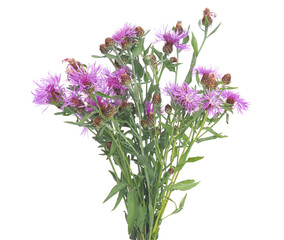 Purple wild flowers of Wig knapweed plant isolated on white, Centaurea phrygia