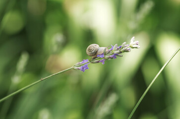 Grape snail (Helix pomatia) on garden flowers. Garden pest. Edible snail. Terrestrial gastropod...