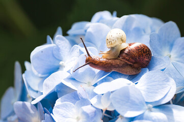 Grape snail (Helix pomatia) on a flowering hydrangea. A garden pest. An edible snail. A terrestrial...