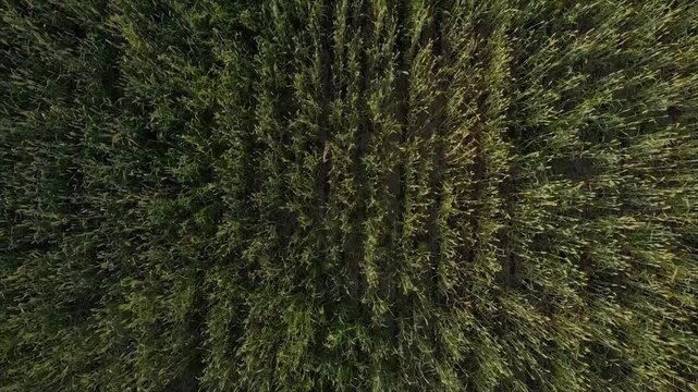 Aerial View Lush Green Hemp Field Cannabis Cultivation Agriculture Plantation Rows Farm Organic Plants Nature