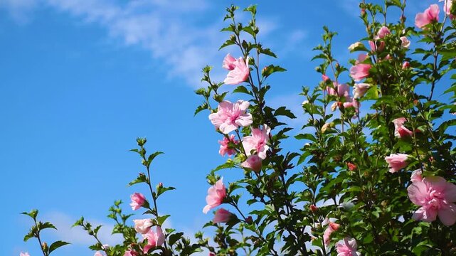 Light pink Rose of Sharon bush displayed with green foliage leaves against a bright vibrant blue sky. Flowering tree on a windy day