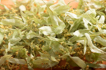 linden tree flower in spring, beautiful linden tree flower in spring during flowering,