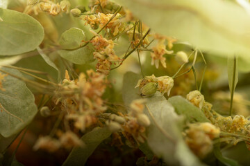 linden tree flower in spring, beautiful linden tree flower in spring during flowering,