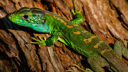 Obraz premium Green lizard resting on a tree branch in the tropical rainforest