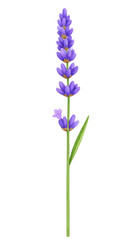 Obraz premium Lavender Bloom: A close-up shot showcases the vibrant lavender flowers, their purple petals forming a stunning, aromatic display. This image evokes the tranquility of nature.
