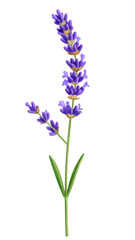 Obraz premium Lavender Essence: A close-up studio shot showcases a sprig of lavender, its vibrant purple blossoms standing out against a clean, neutral backdrop, embodying the essence of serenity.