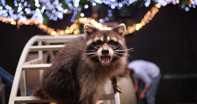 Curious raccoon examining metal structure, peering intently through blurred twinkling nighttime lights with inquisitive wildlife expression