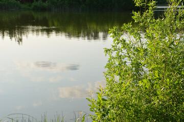 Reflections on a Calm Lake with Lush Greenery copy space
