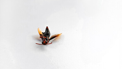 A close-up photo of a dead wasp lying on its back against a clean white surface, showcasing its...
