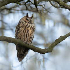 owl on a branch