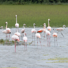 group of flamingos in the lake