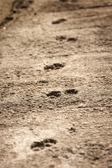 Cat footprints set in concrete.