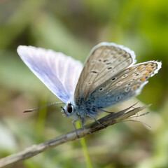 butterfly on a flower