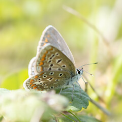butterfly on a flower