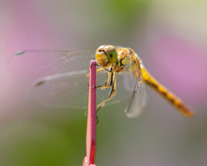 close up of a dragonfly